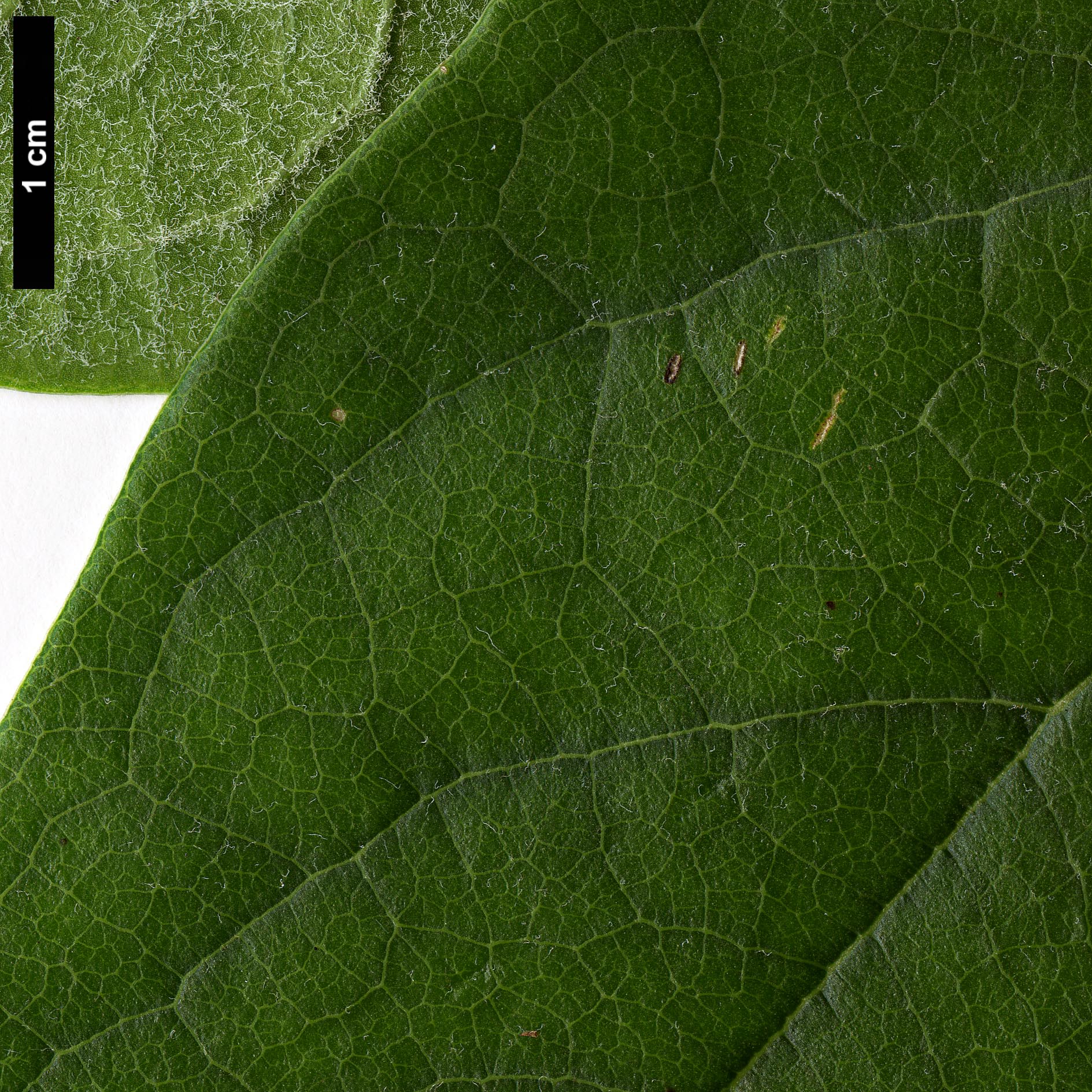 High resolution image: Family: Garryaceae - Genus: Garrya - Taxon: laurifolia - SpeciesSub: var. macrophylla High resolution image: Family: Garryaceae - Genus: Garrya - Taxon: laurifolia - SpeciesSub: var. macrophylla